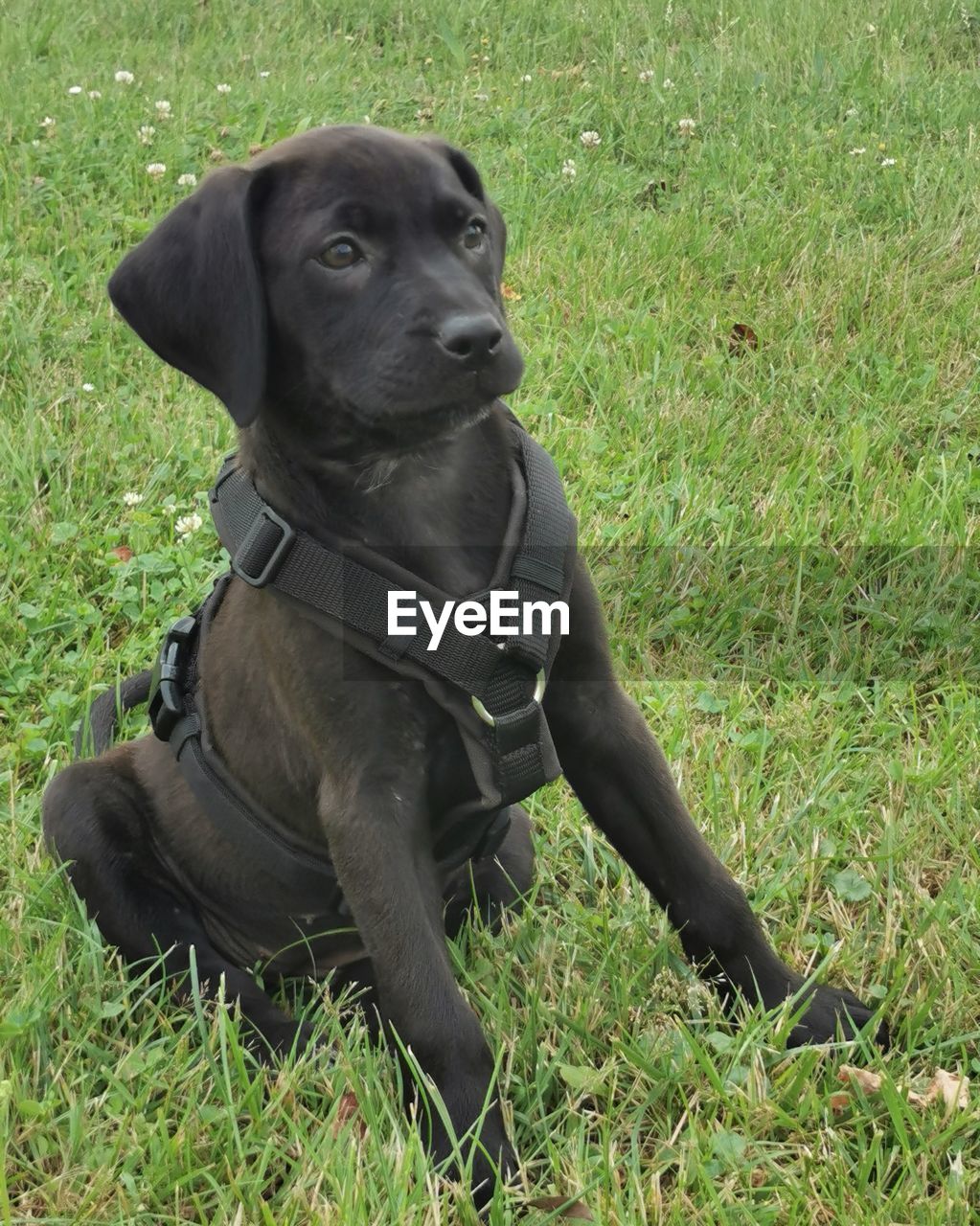 animal themes, dog, animal, pet, one animal, mammal, canine, domestic animals, grass, plant, labrador retriever, field, black, land, green, nature, sitting, day, no people, patterdale terrier, looking away, looking, pet collar, collar, relaxation, outdoors, puppy, growth