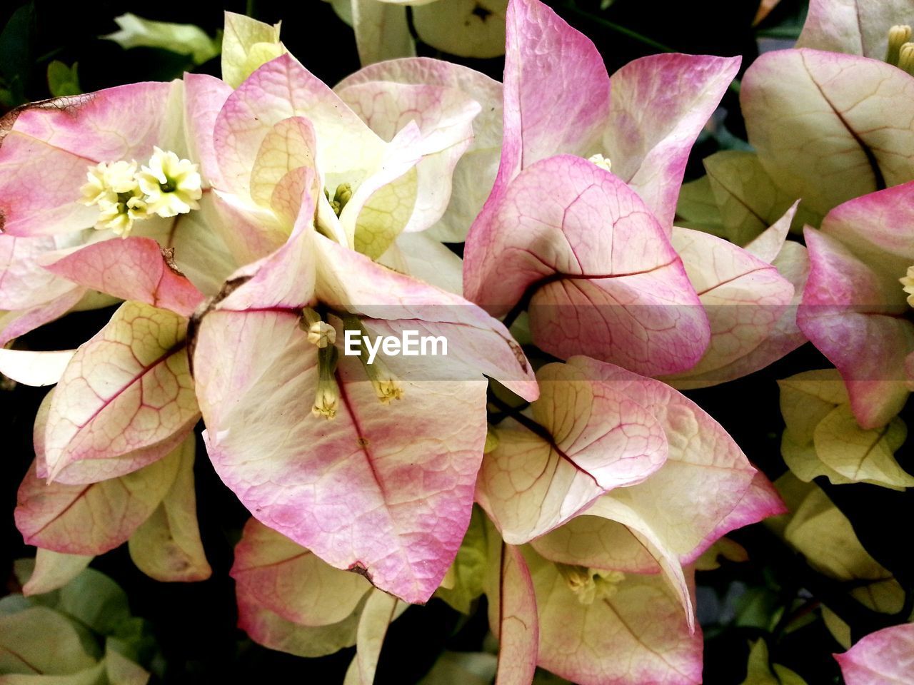 Close-up of bougainvillea