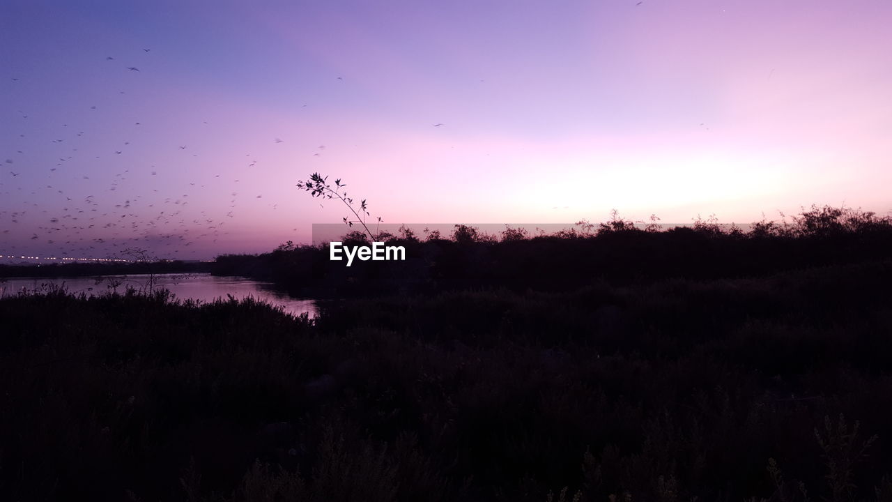 SILHOUETTE OF BIRDS FLYING OVER GRASS AGAINST SKY