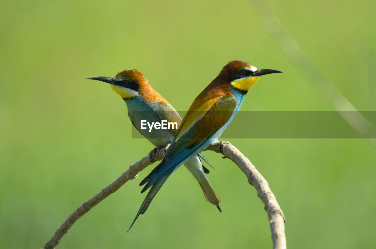 Side view of bird perching on branch