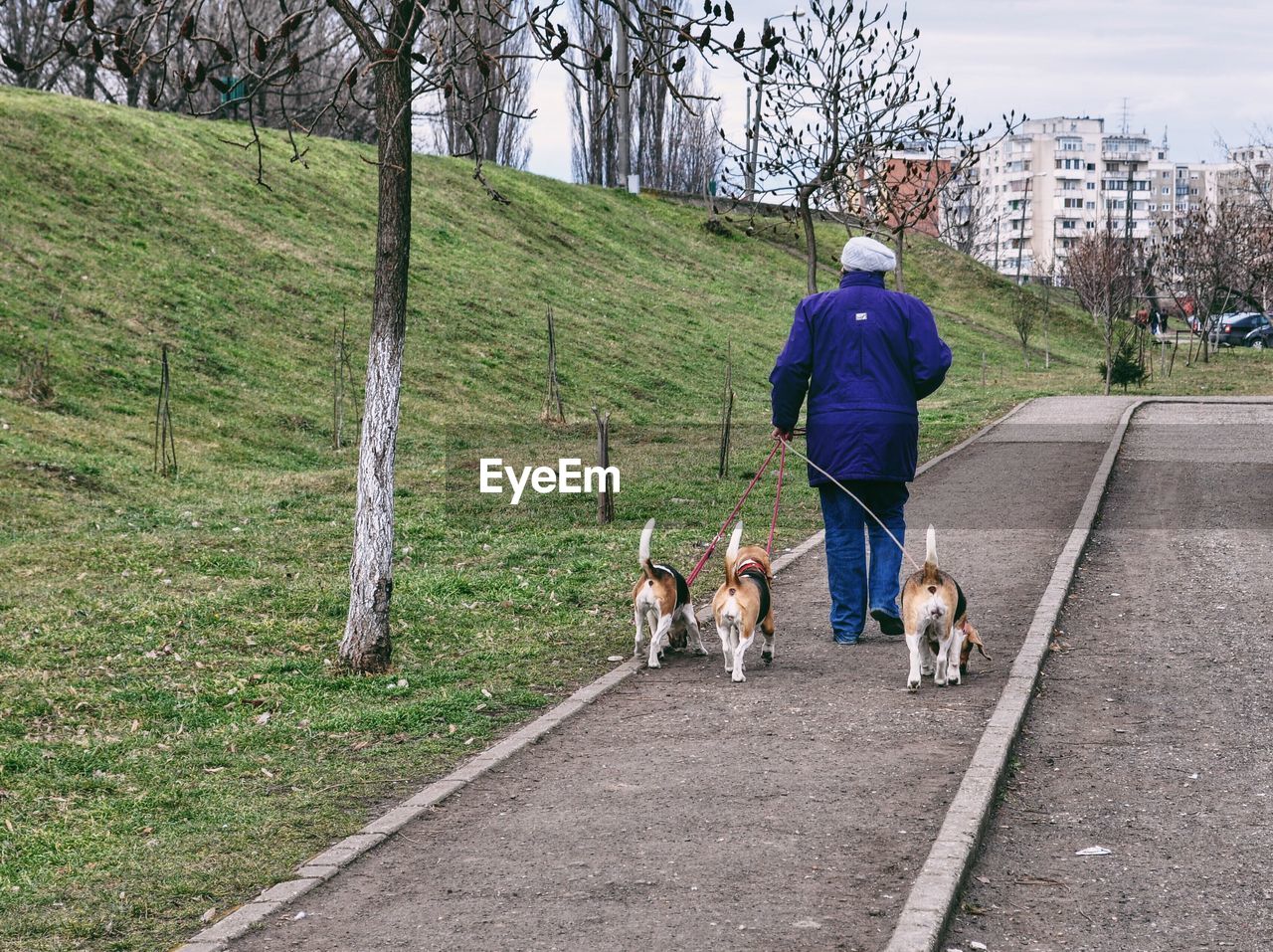 Rear view of man walking with beagles on footpath in park