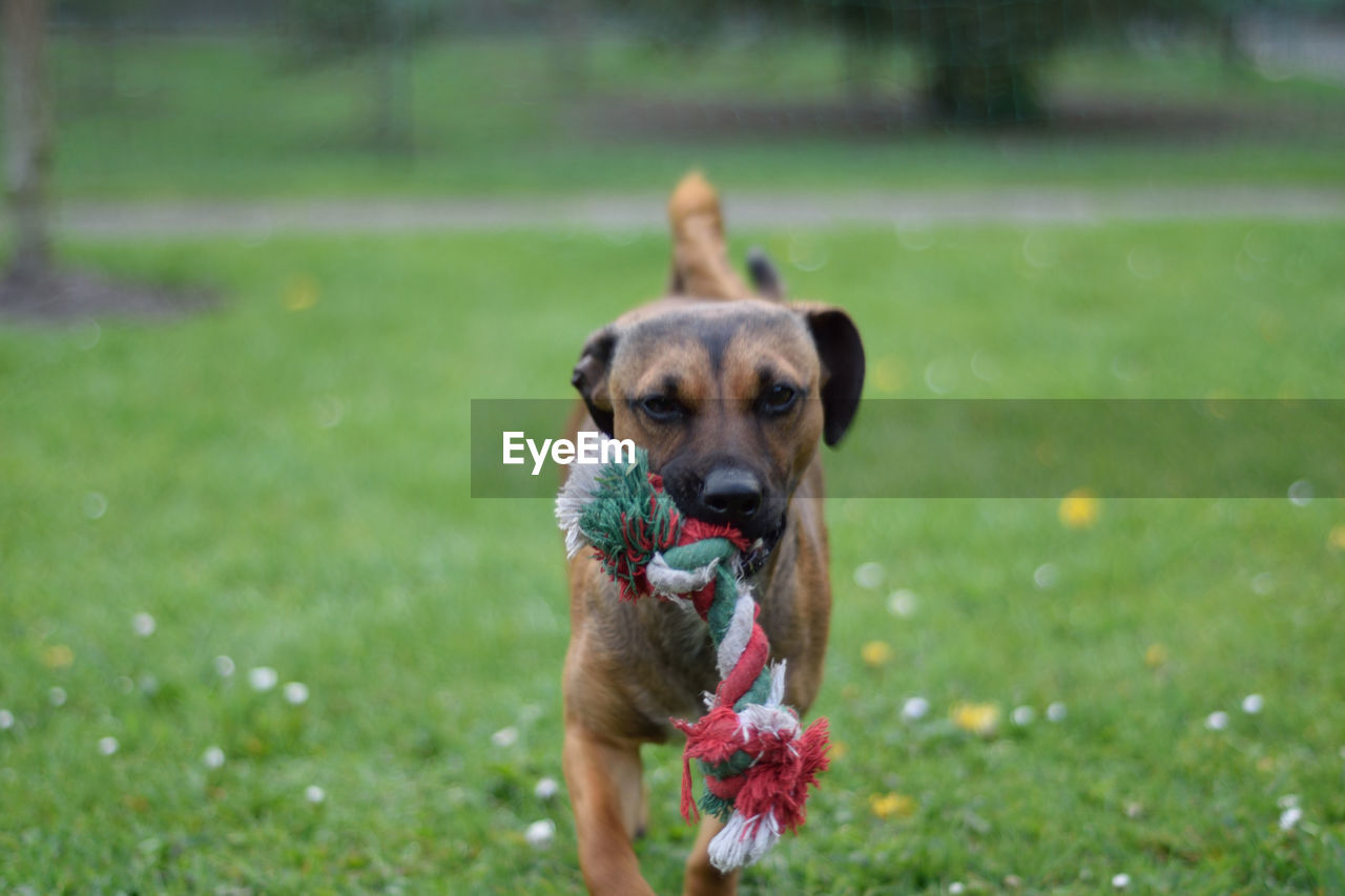 Dog running on field