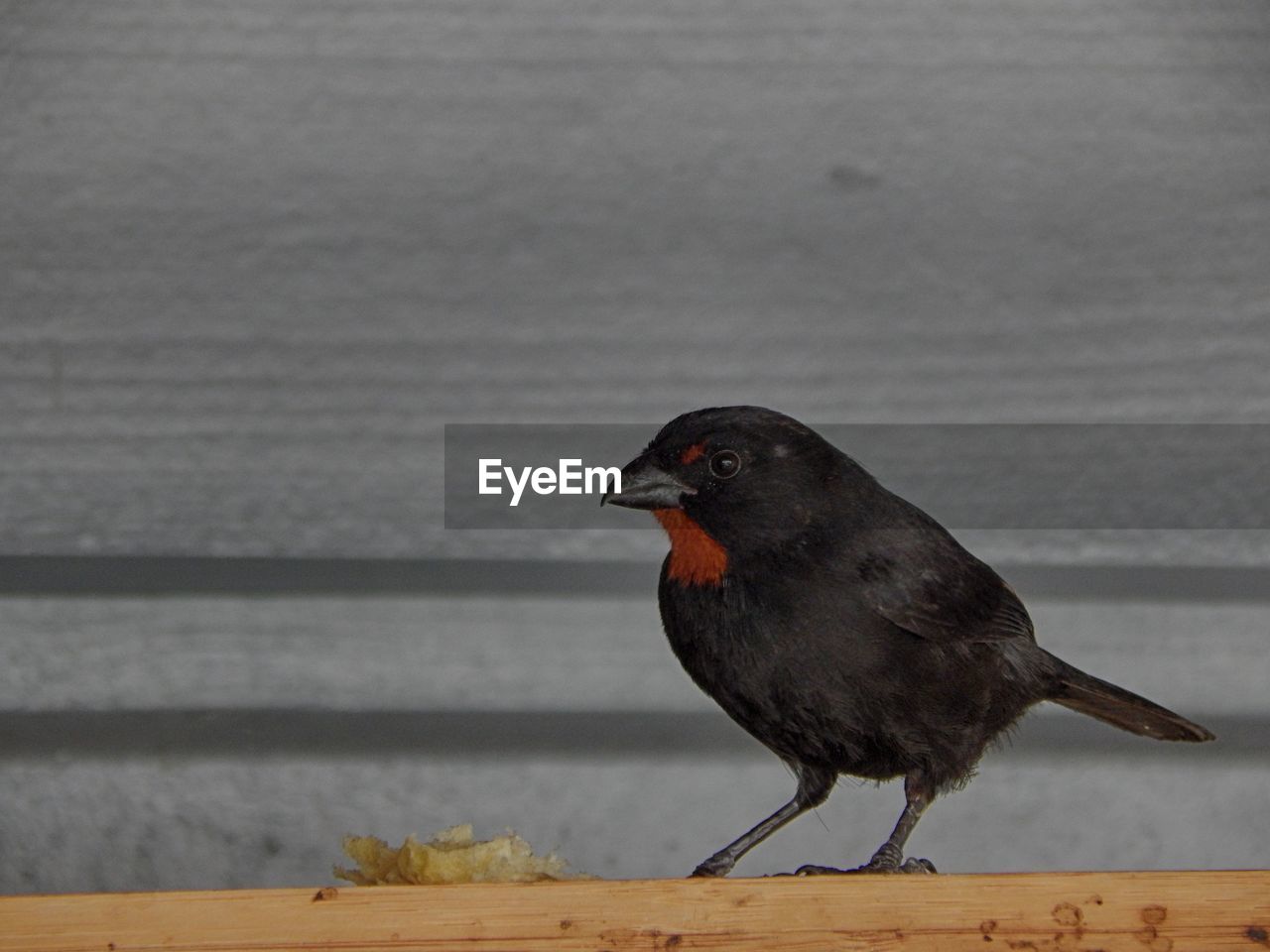 Close-up of bird perching on wood