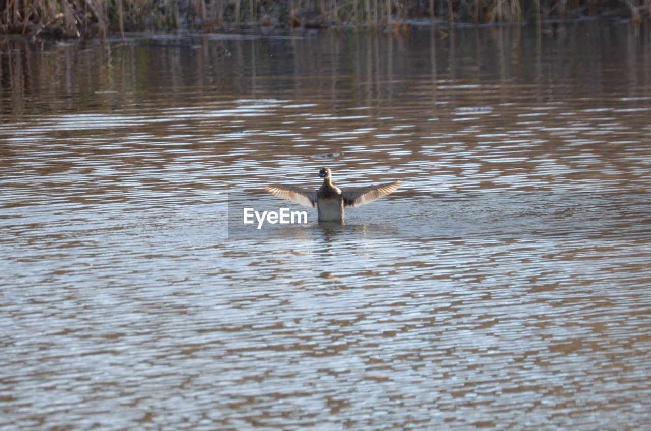 View of bird in lake