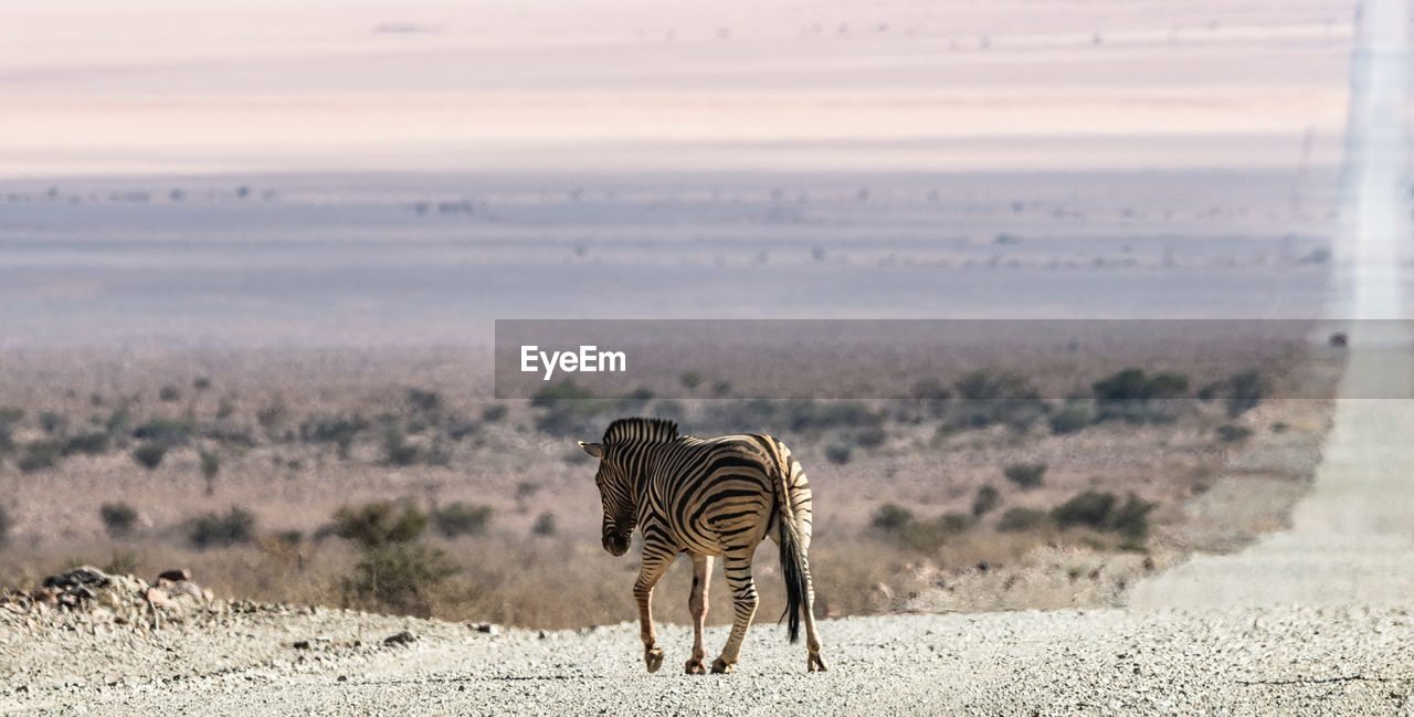 A family of zebras at etosha national park