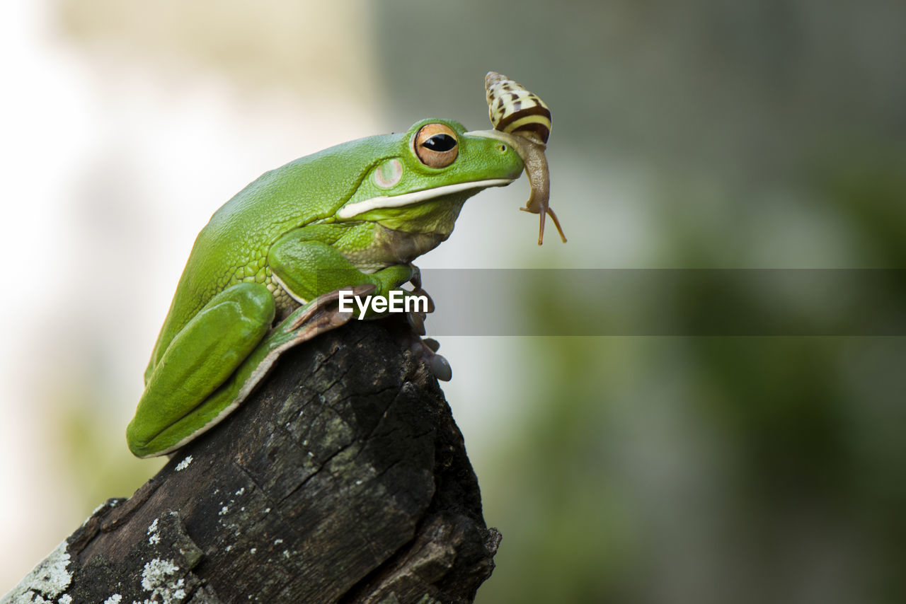 Close-up of snail over frog on wood