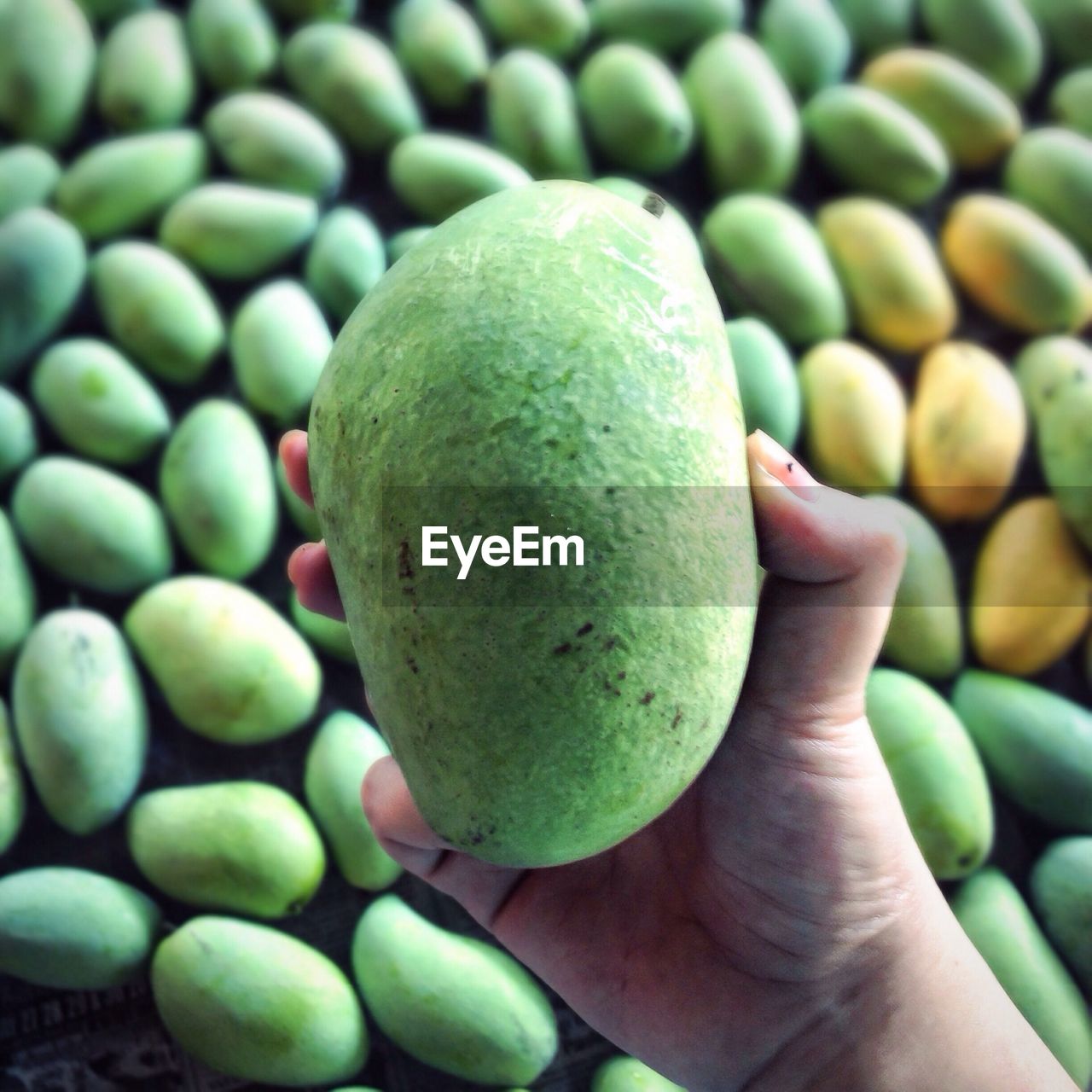 CLOSE-UP OF PERSON HAND HOLDING APPLE