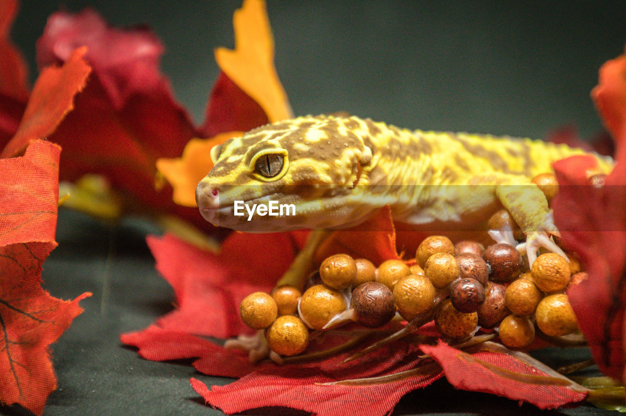 Close-up of leopard gecko