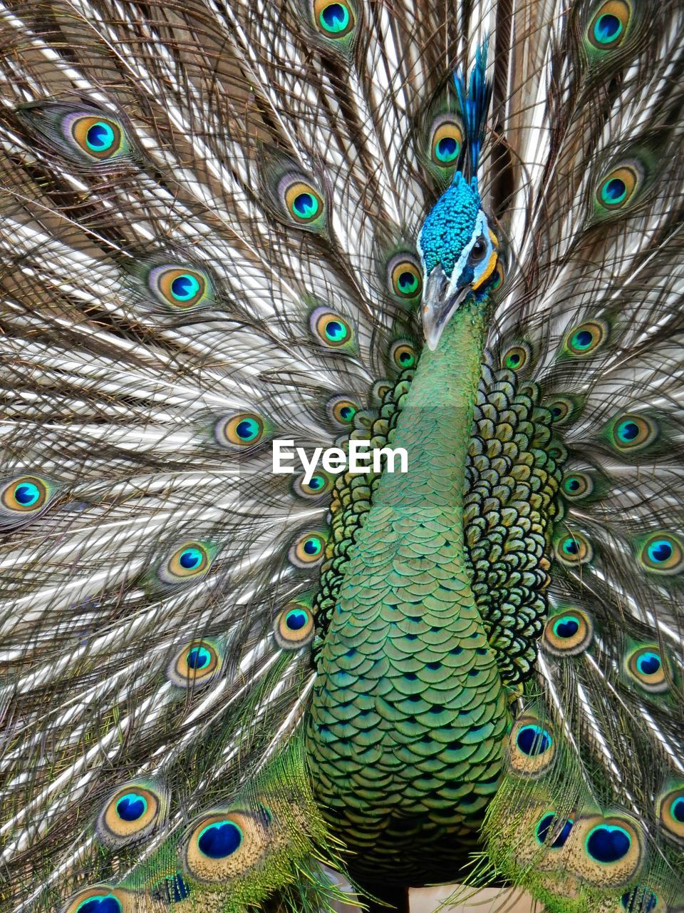 Full frame shot of peacock