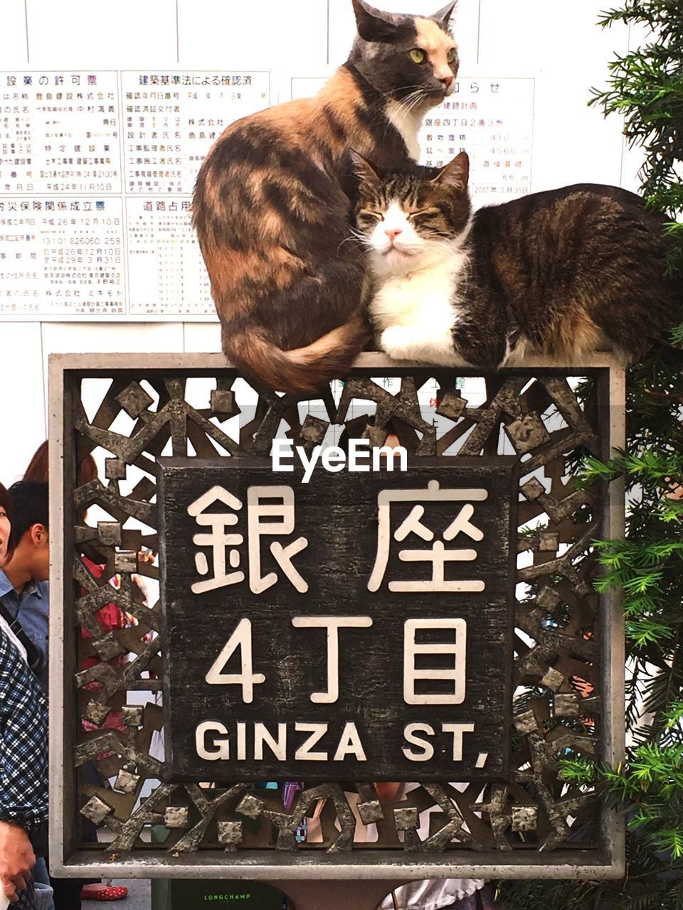 Side view of cats on signboard