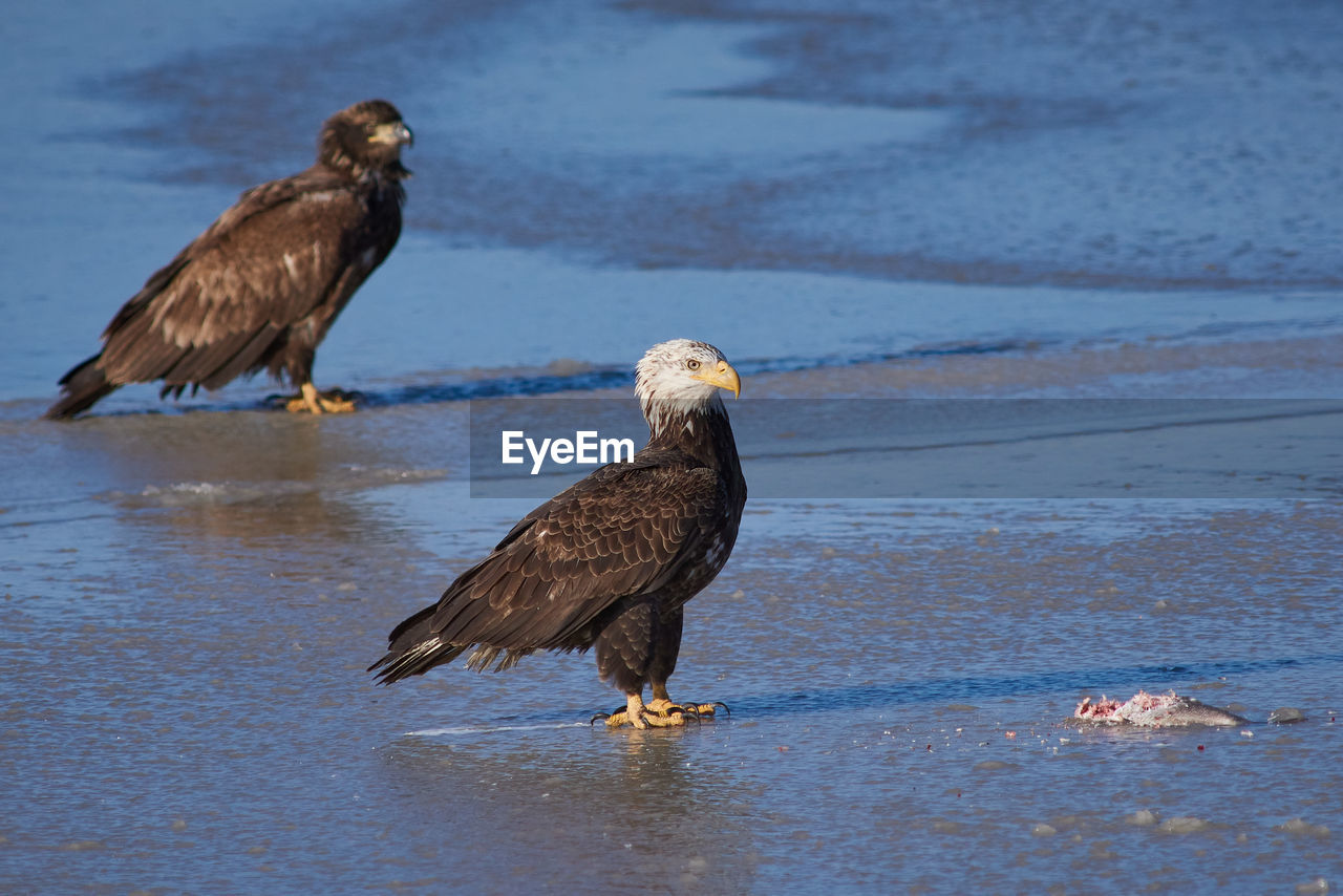 BIRDS PERCHING ON THE SEA