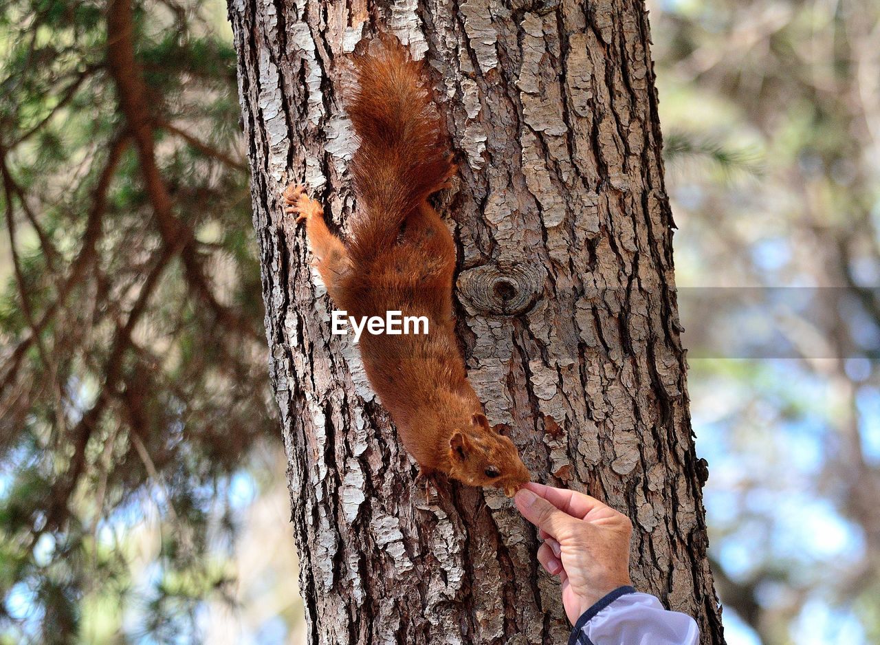 Cropped hand of person feeding squirrel on tree trunk