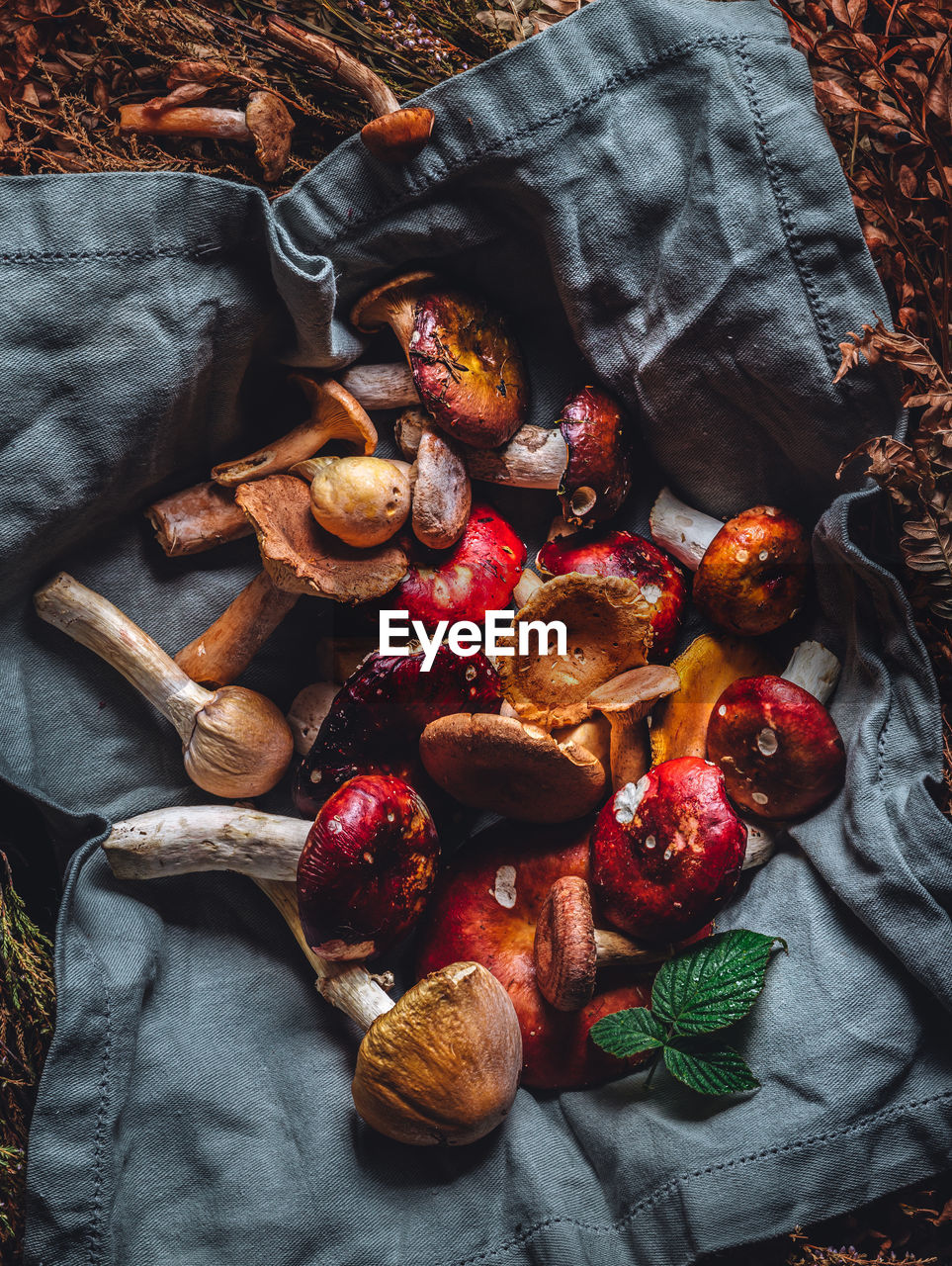 Dish with forest mushrooms and herbs. high quality photo