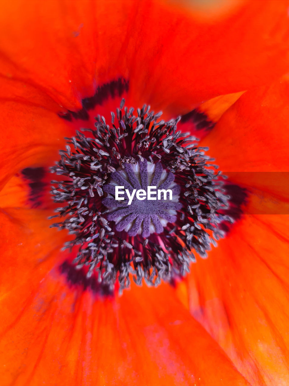 flower, flowering plant, freshness, plant, flower head, petal, close-up, inflorescence, beauty in nature, fragility, growth, nature, pollen, poppy, orange color, macro photography, no people, red, extreme close-up, botany, macro, outdoors, full frame, backgrounds, stamen