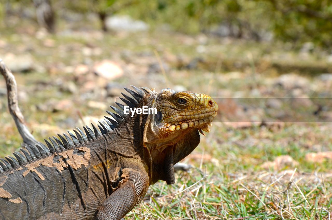 Close-up of iguana on grass