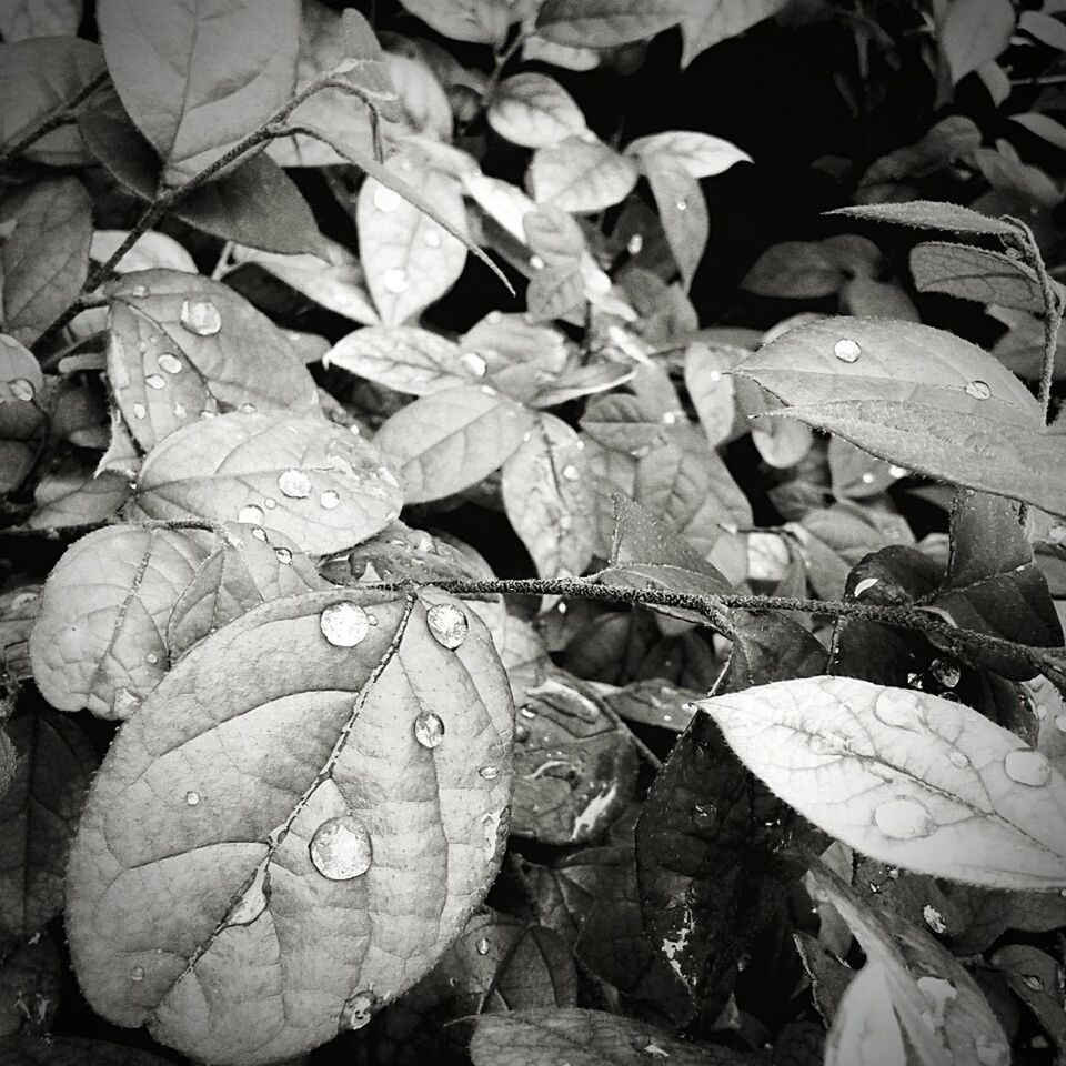 LEAVES ON LEAF