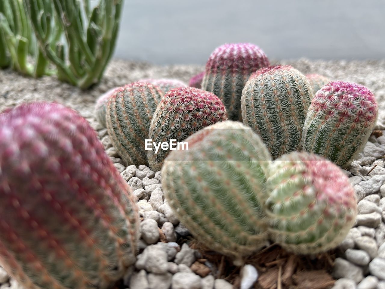 Close-up of cactus