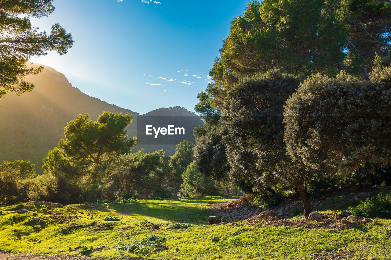 Trees and plants growing on land against sky