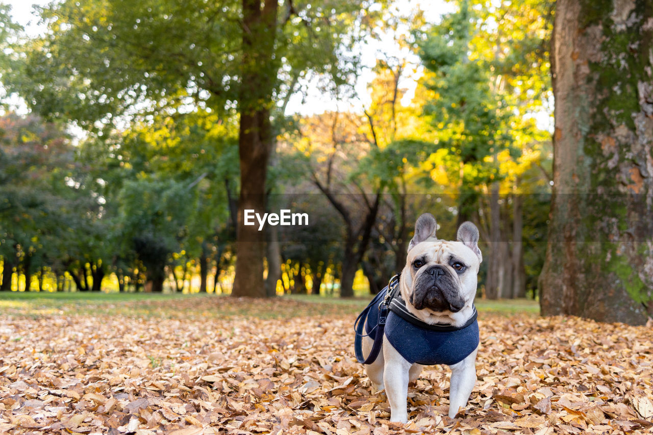 PORTRAIT OF A DOG ON FIELD