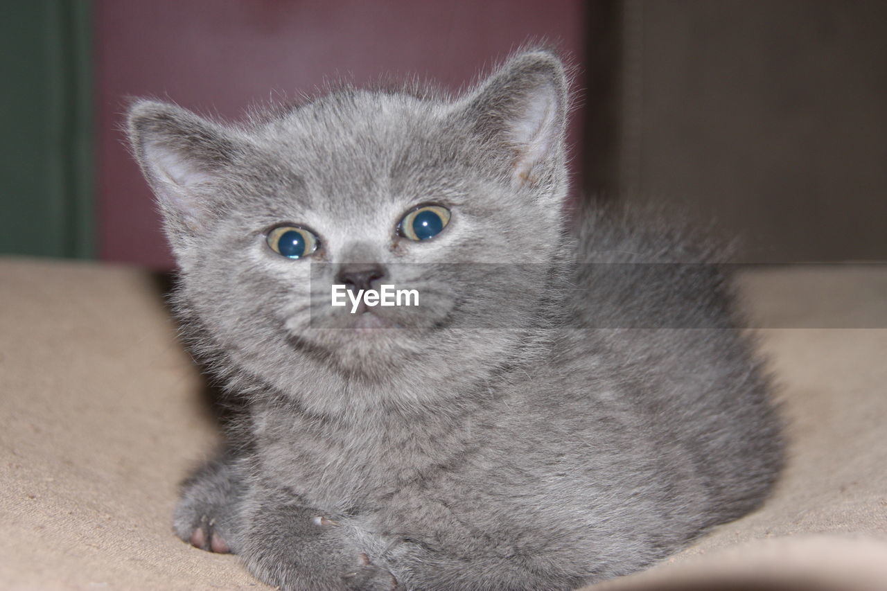 CLOSE-UP PORTRAIT OF CAT WITH EYES