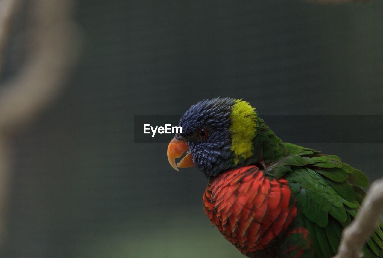 Close-up of a parrot against blurred background