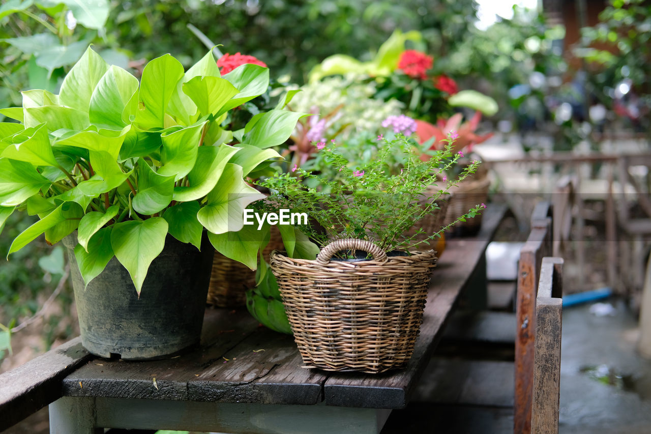 Flower and green plant leaves in wicker basket decorating on terrace balcony