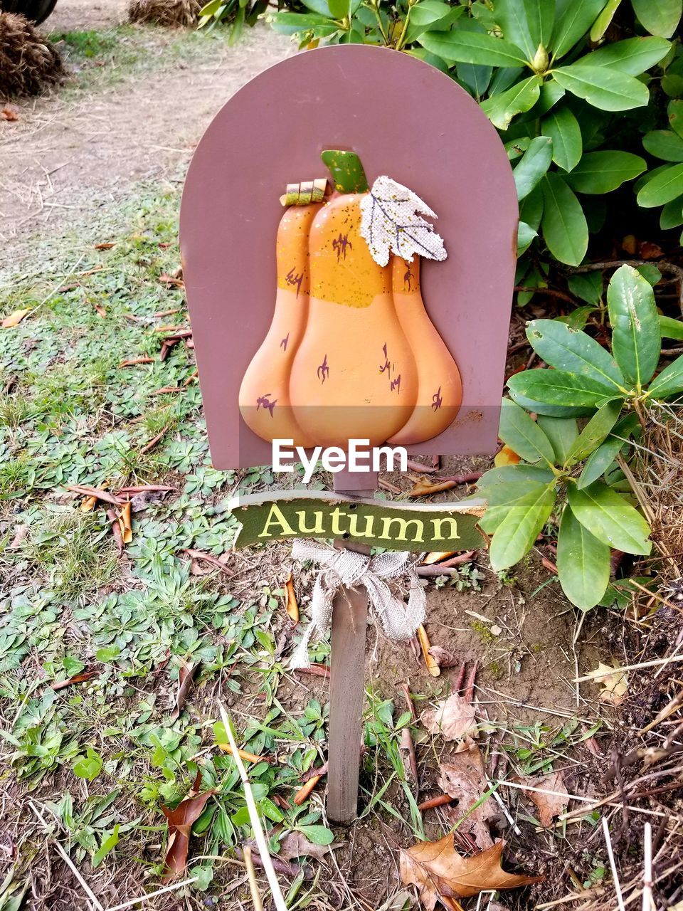 HIGH ANGLE VIEW OF MUSHROOMS ON FIELD