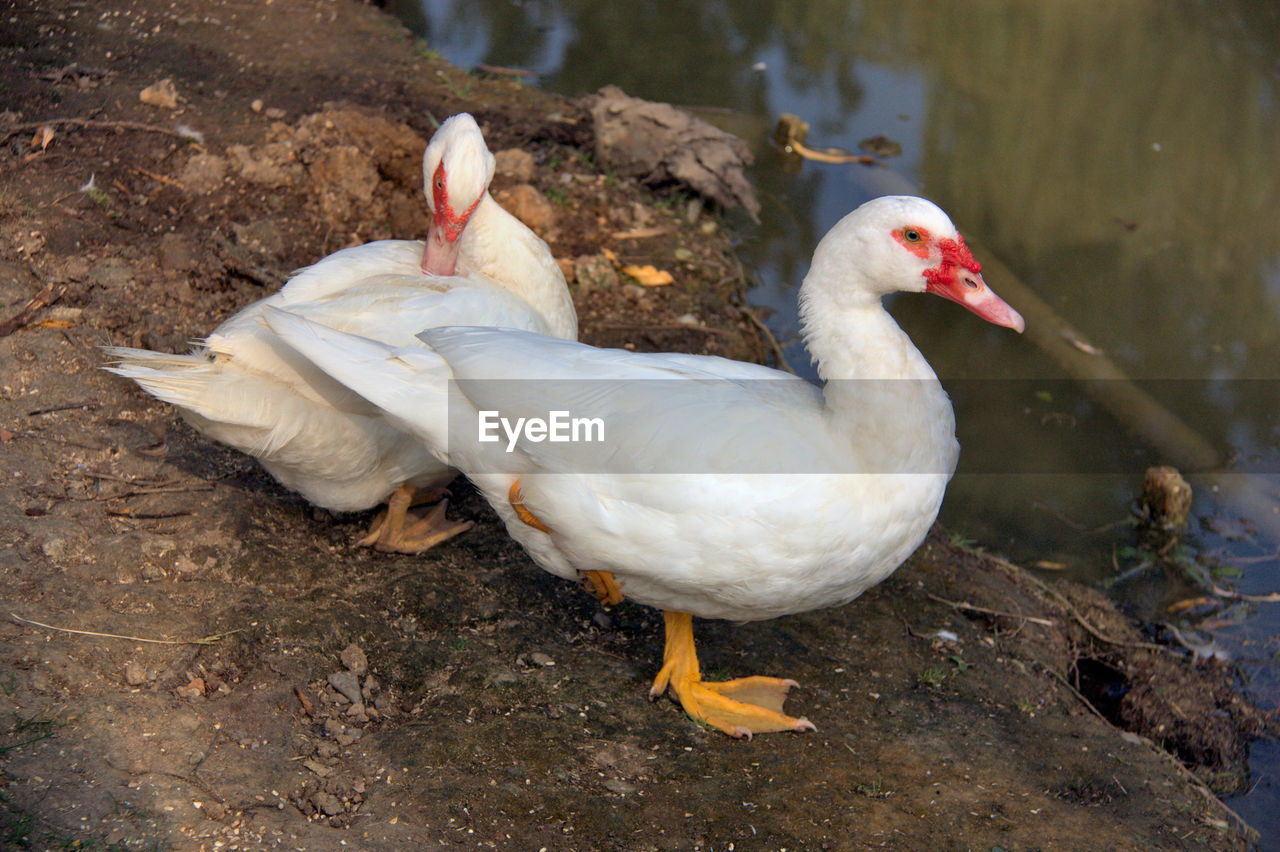 Two white ducks in front of the lake