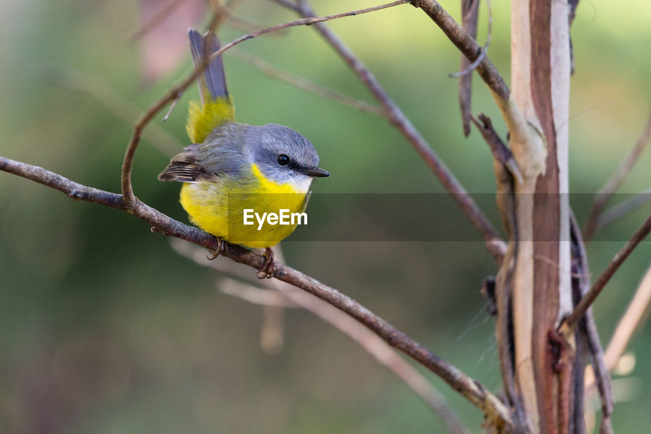 Yellow bird perching on bare tree