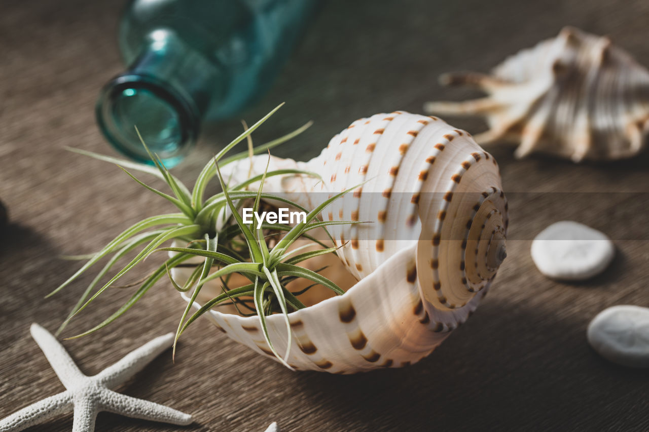 Air plants in seashells
