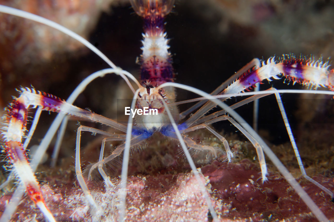 Close-up of spider undersea