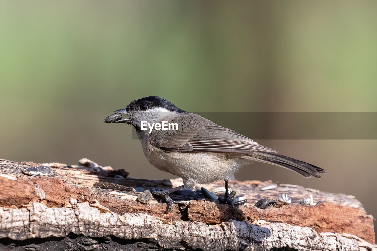 Close-up of bird perching on rock