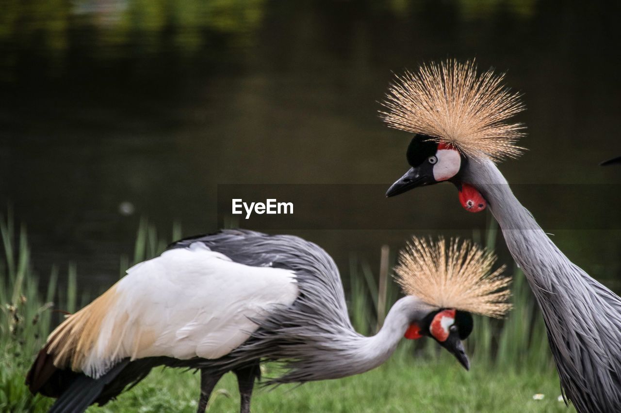 VIEW OF BIRDS IN WATER