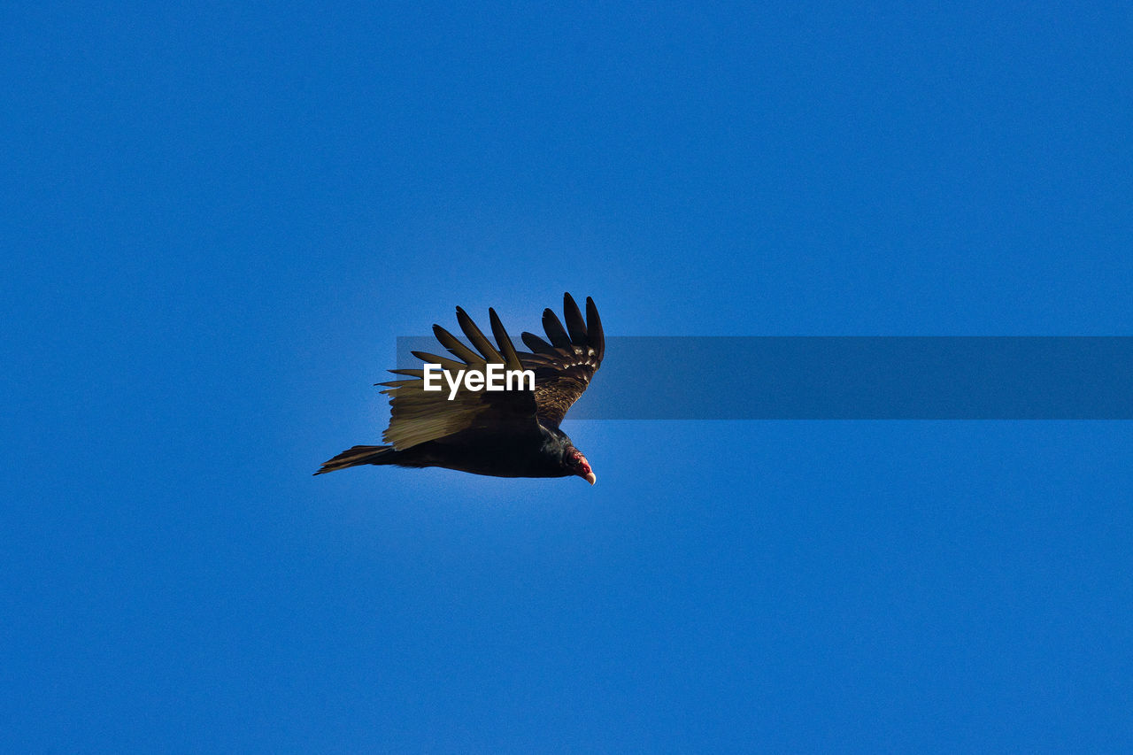low angle view of bird flying against blue sky