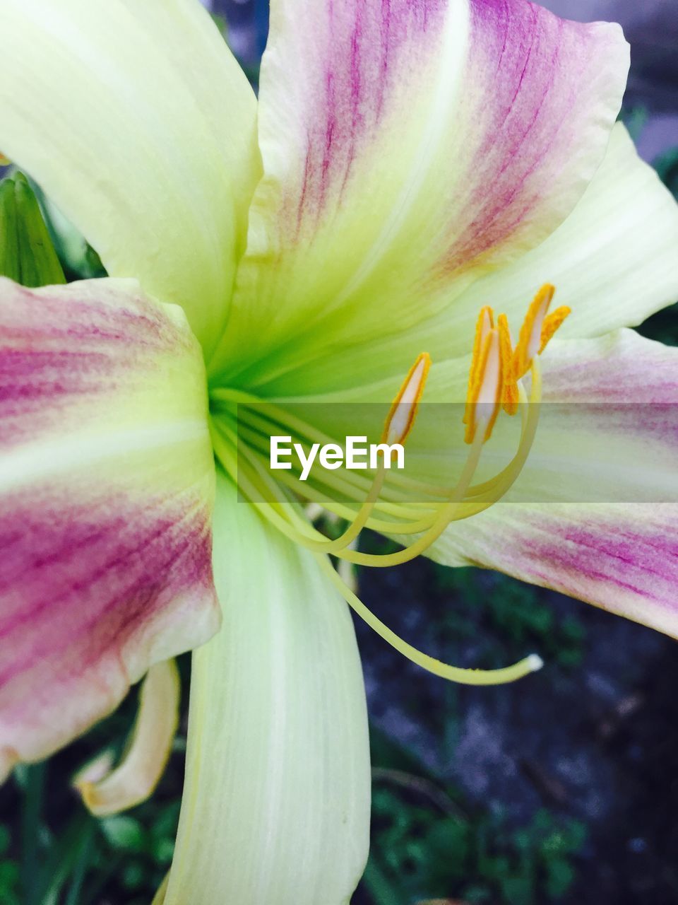 CLOSE-UP OF DAY LILY