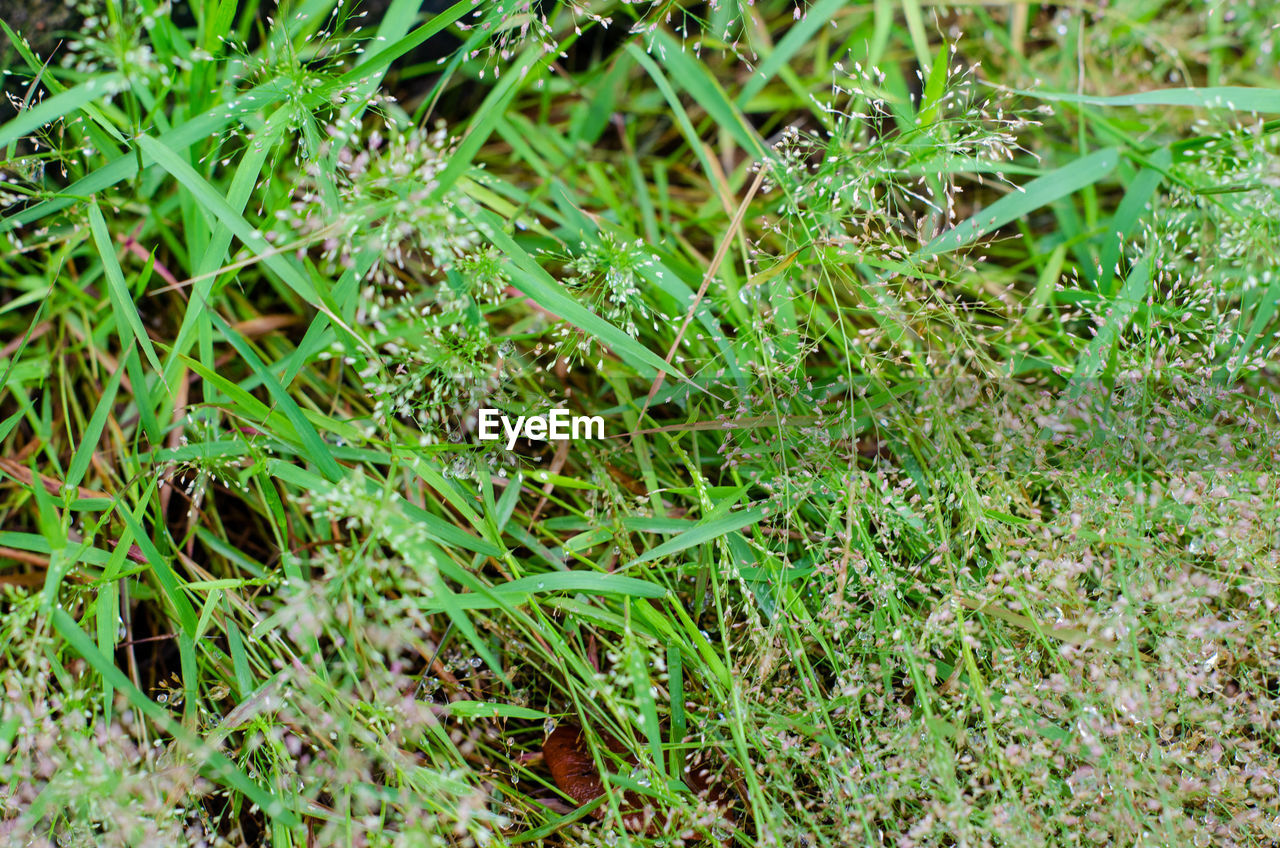 FULL FRAME SHOT OF FRESH GREEN GRASS