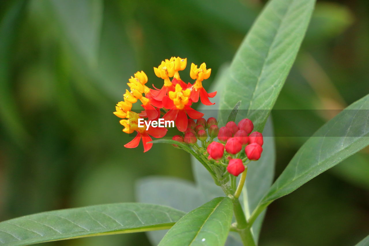 CLOSE-UP OF RED FLOWER