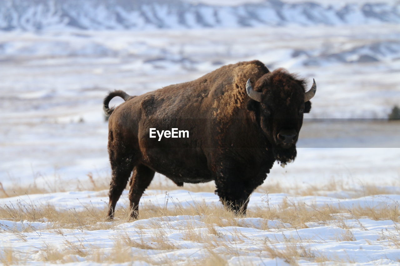 American bison on snowcapped field during winter