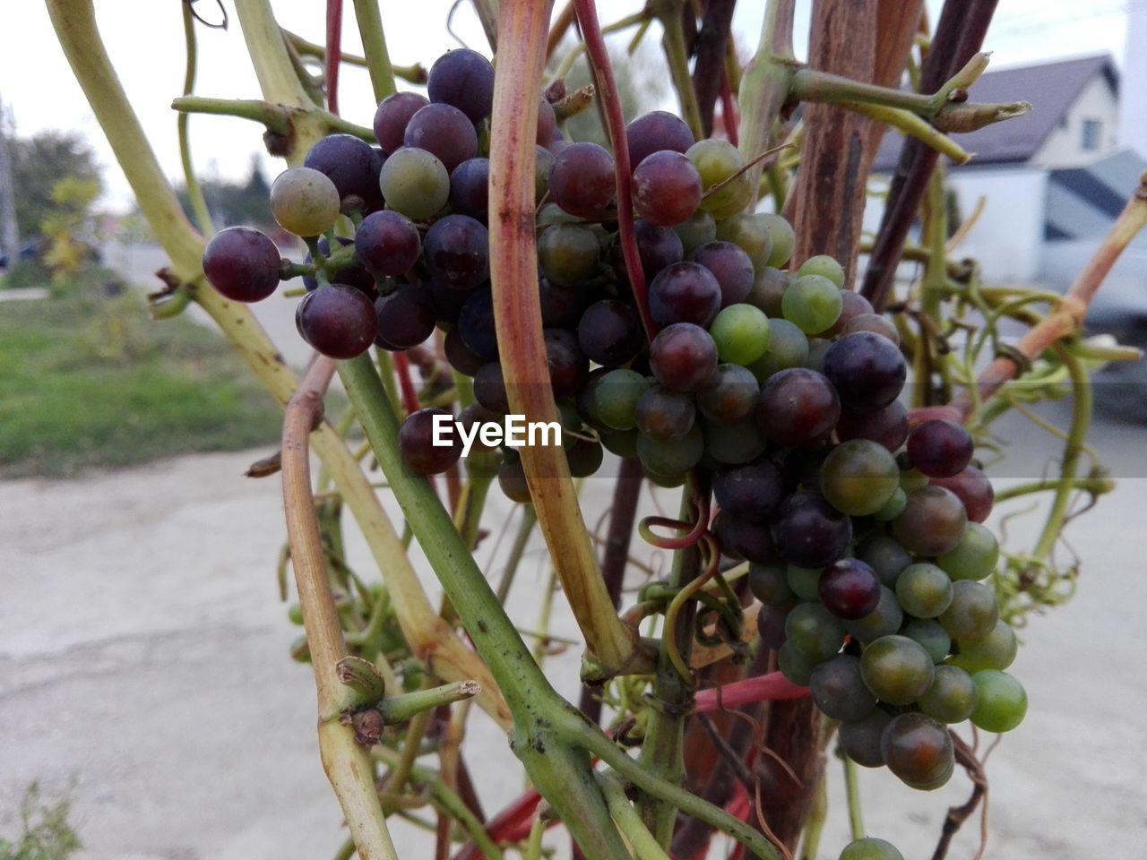 CLOSE-UP OF GRAPES ON TREE