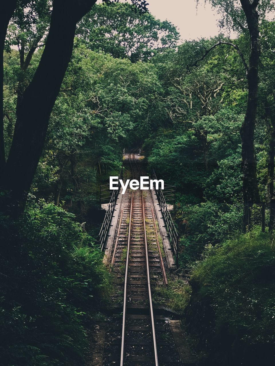 RAILROAD TRACKS BY TREES IN FOREST