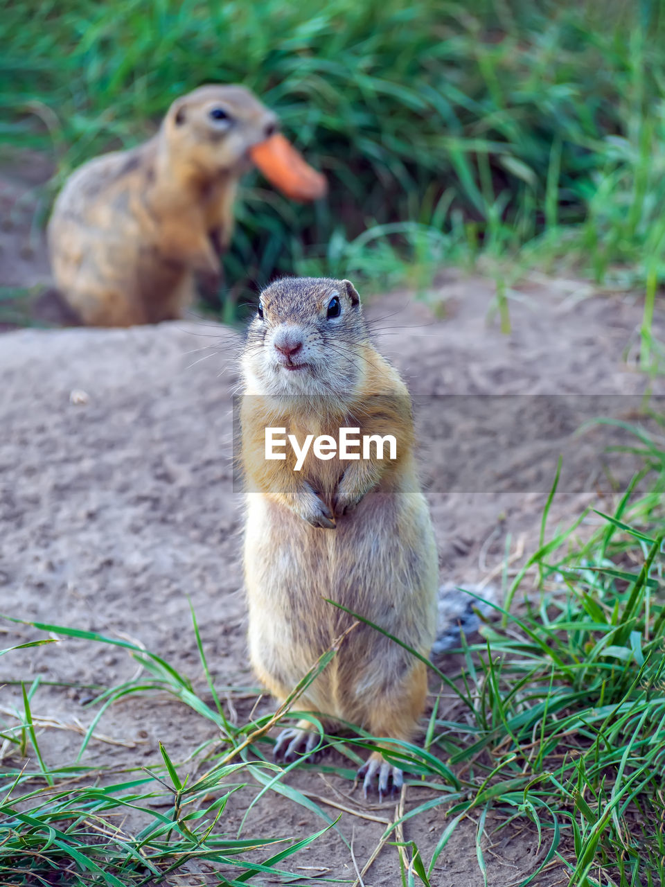 animal themes, animal, animal wildlife, mammal, squirrel, wildlife, prairie dog, rodent, one animal, no people, nature, grass, plant, outdoors, day, chipmunk, focus on foreground, sitting, land, whiskers, full length