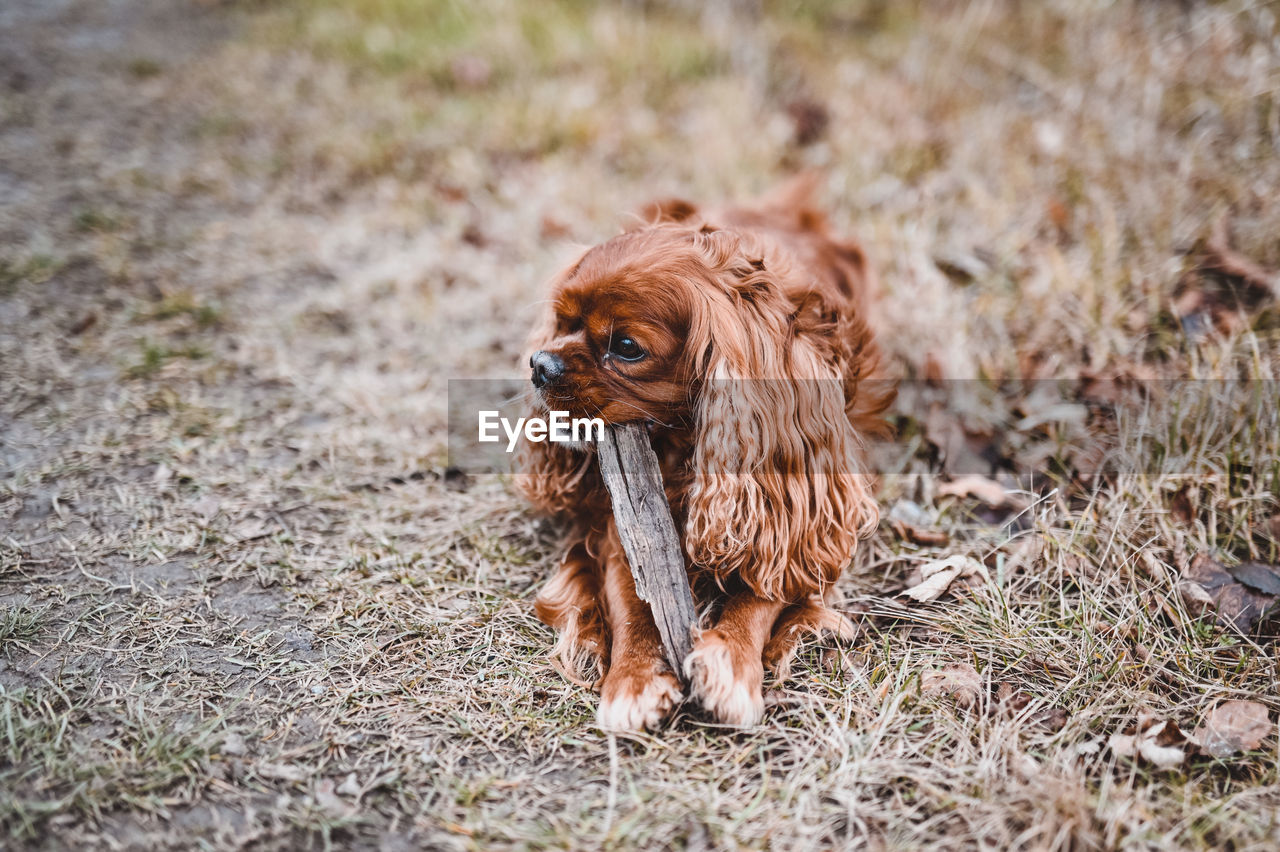 Portrait of a dog on field