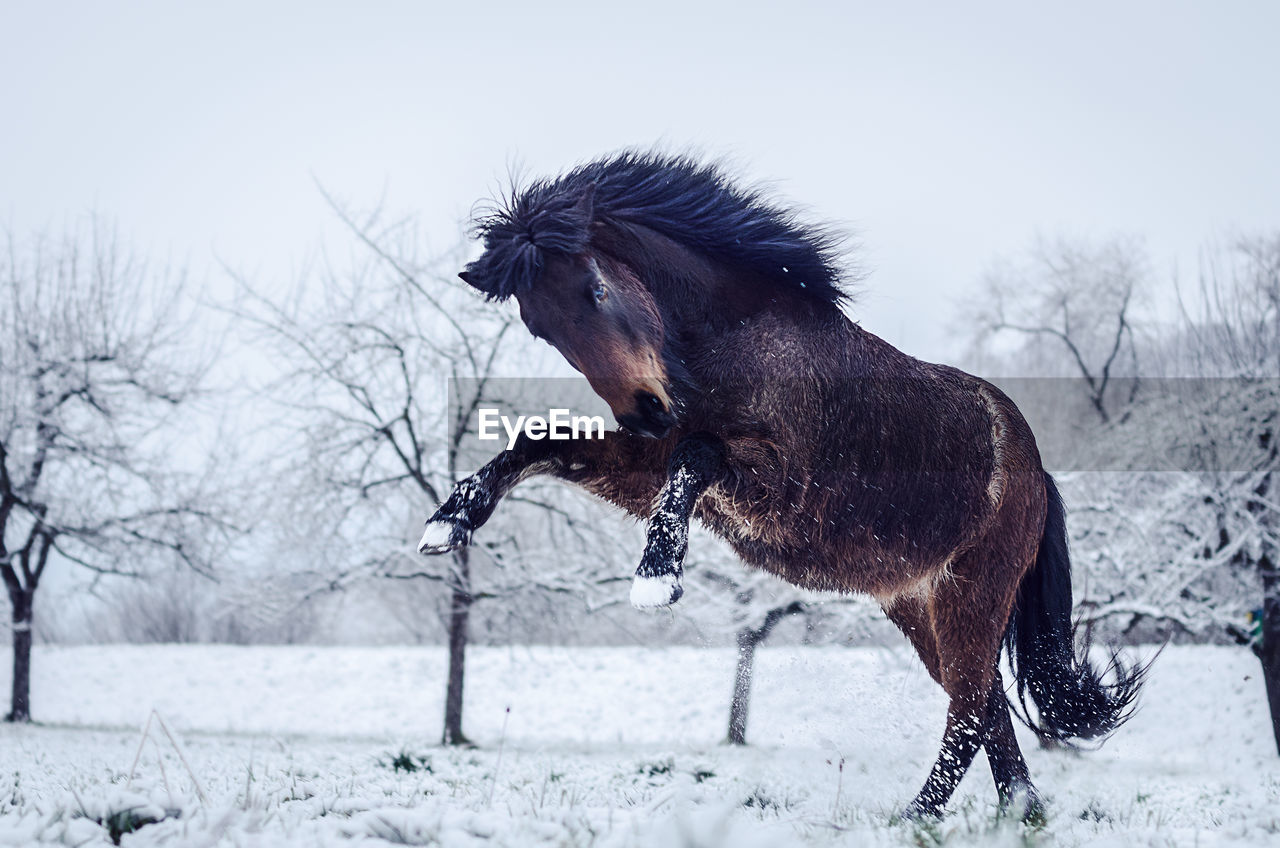 Close-up of a icelandic horse on snow