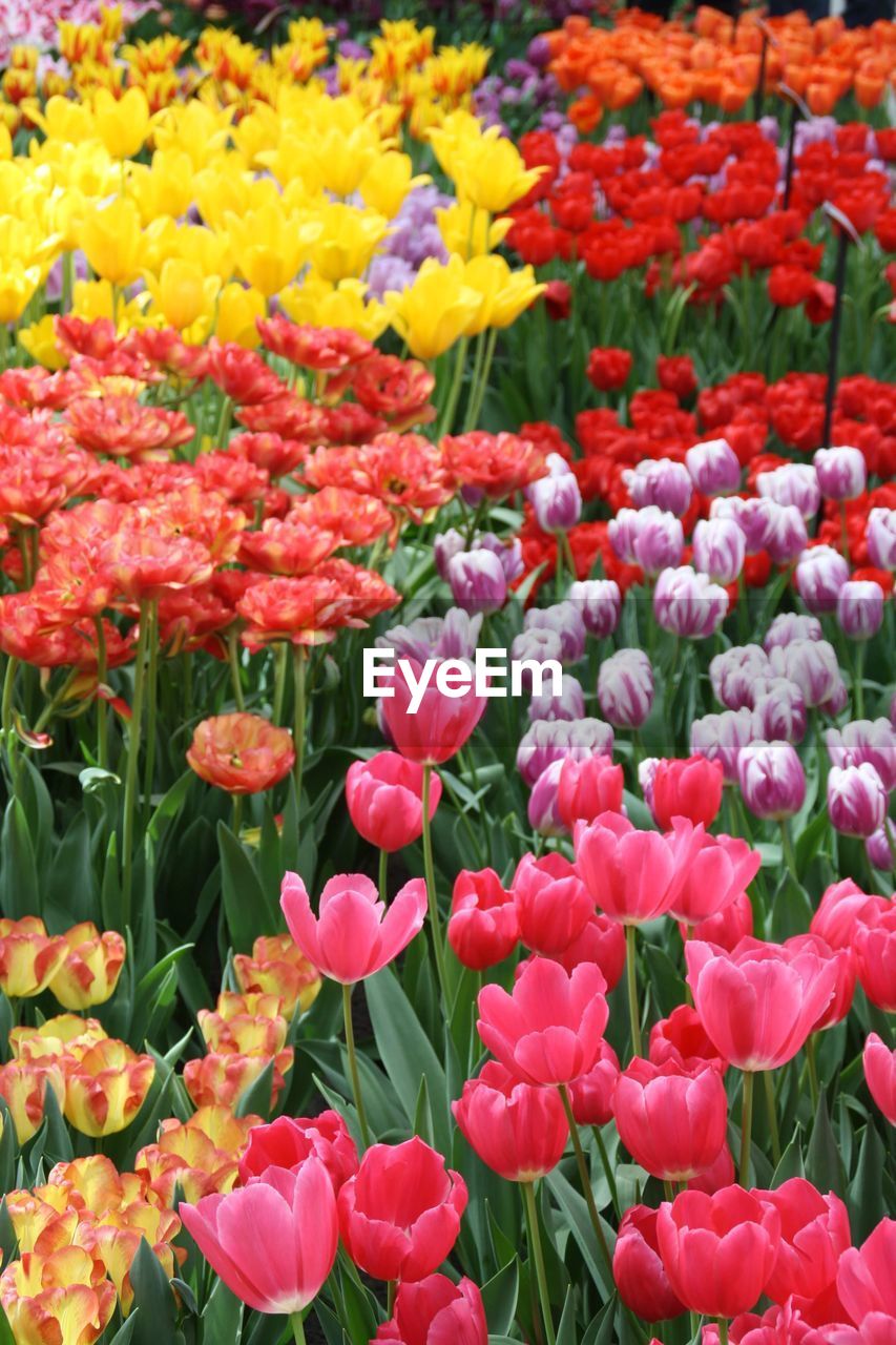 Close-up of red tulips in bloom