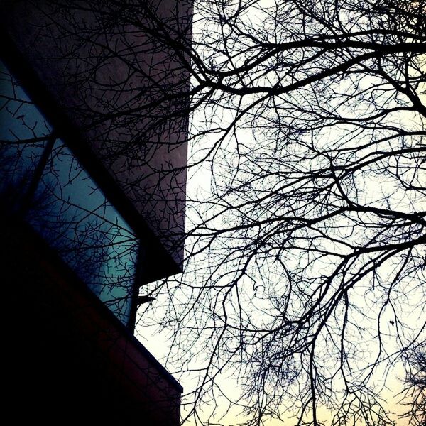 LOW ANGLE VIEW OF BARE TREES AND BUILDINGS