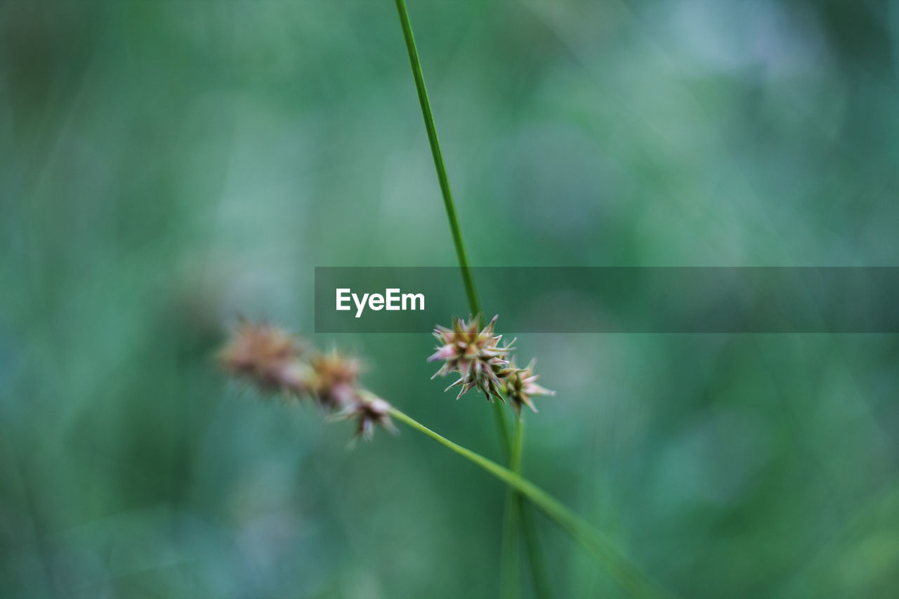 Close-up of flower against blurred background