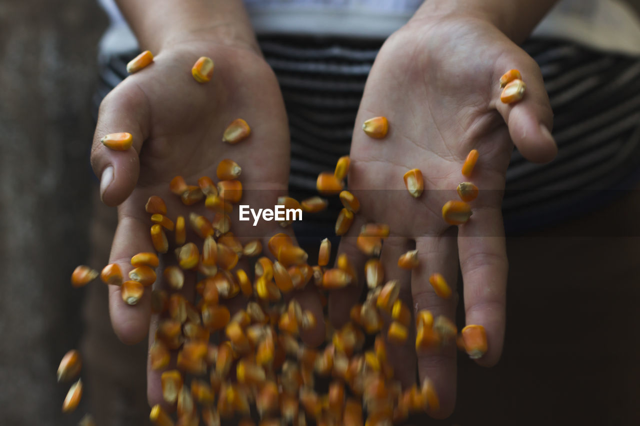 Midsection of person holding corn kernels