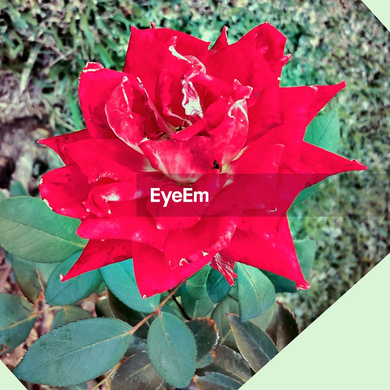 CLOSE-UP OF RED FLOWERS BLOOMING