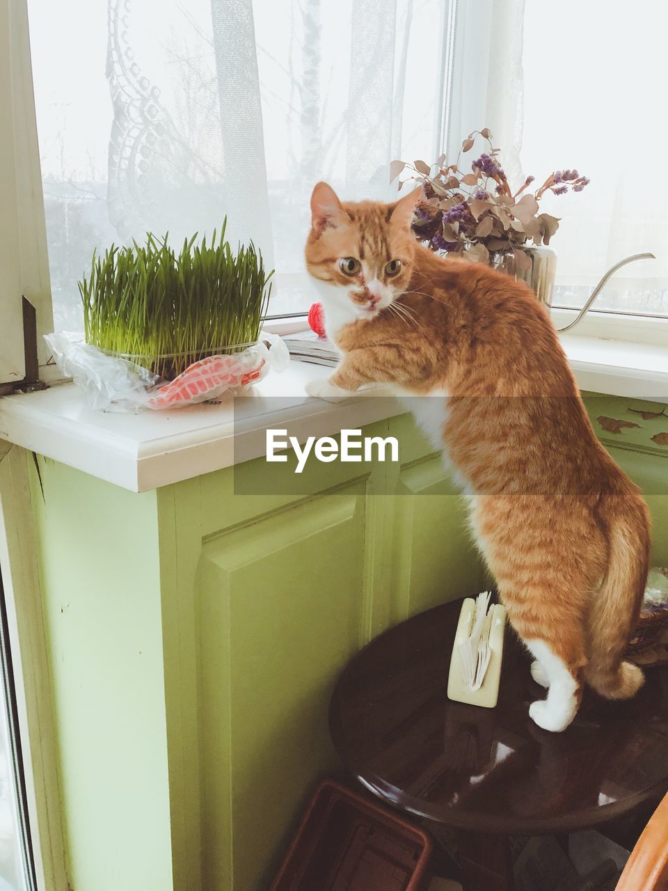 Cat sitting on table at home