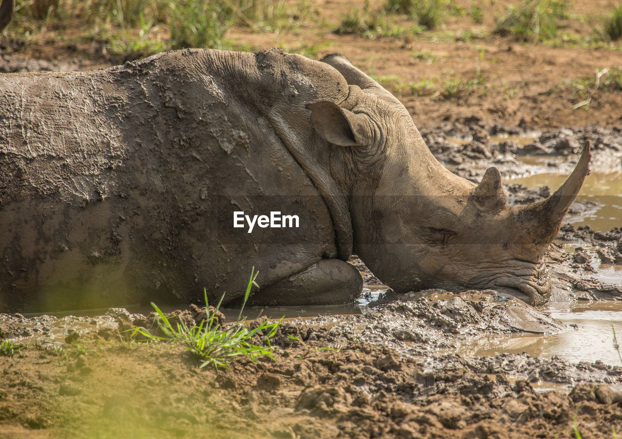 CLOSE-UP OF ANIMAL RESTING ON ROCK